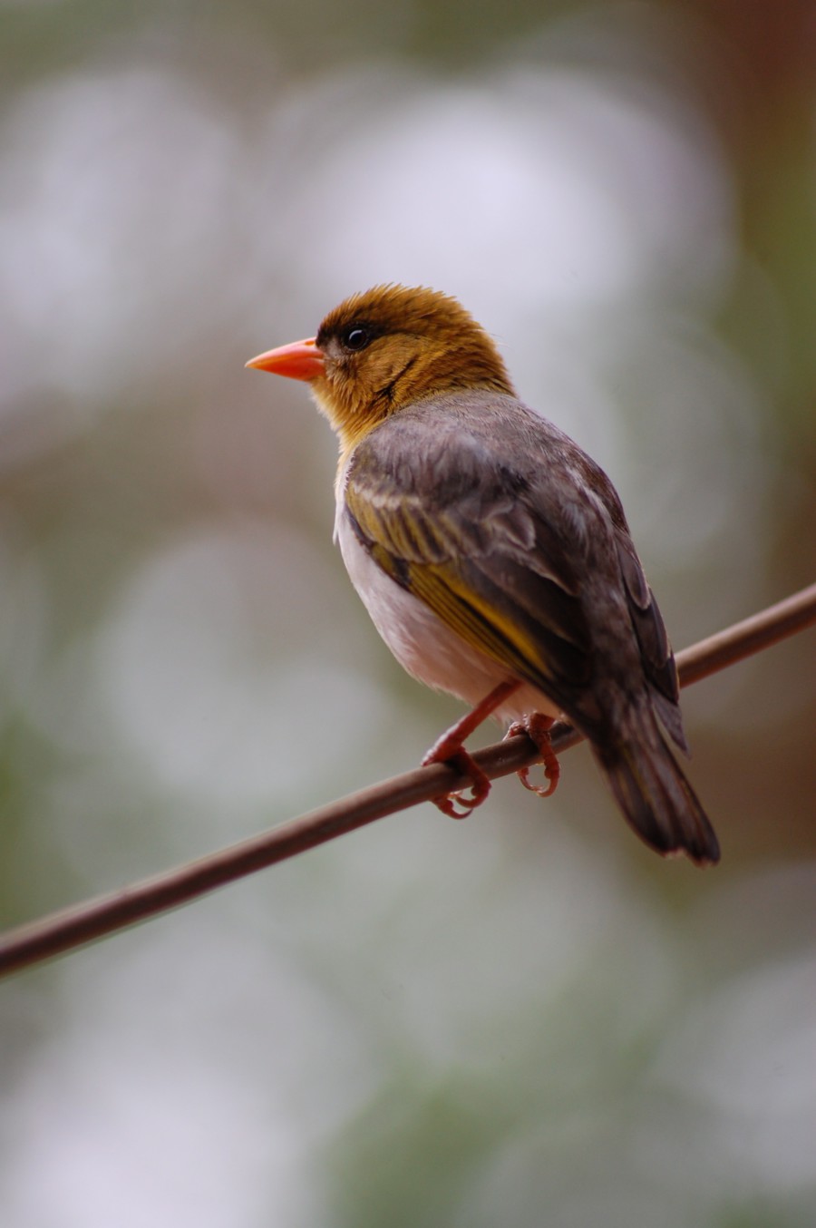 Sfeerbeeld vogel